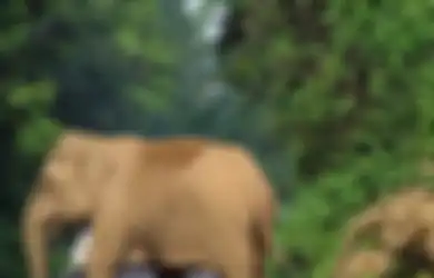 Seperti Polisi, Gajah Ini Menghentikan Lalu Lintas Demi Mengamankan Kawanannya yang Mau Melintas