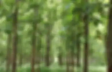 Hiduplah Sesuai Kemampuan