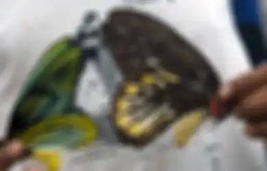 Ratu Alexandra Birdwing, Kupu-kupu Terbesar di Dunia yang Begitu Indah tapi Sayang Terancam Punah