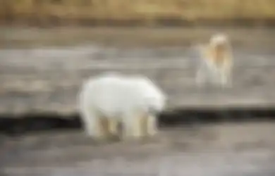 Sedih, Anak Beruang Kutub Ini Tersesat Hingga Lebih dari 750 Km dari Habitat Aslinya