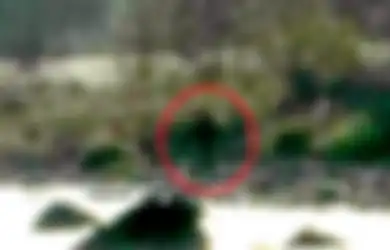 Bigfoot, Makhluk Besar Misterius Kembali Muncul. Kini Sambil Membawa Babi