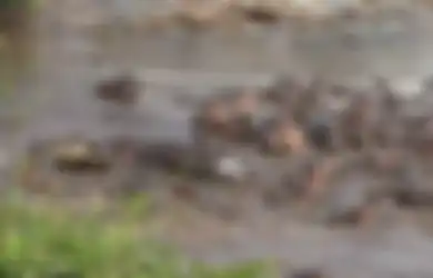 (Video) Pelajaran Buat Buaya: Jangan Ganggu Anak Kuda Nil Bila Tak Mau Dikeroyok Oleh Induknya yang Marah