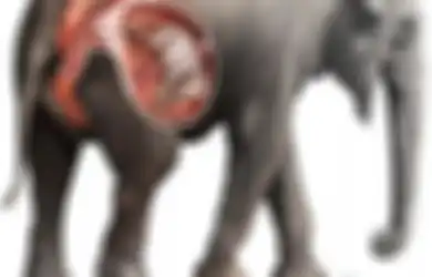 Kisah Anjing dan Gajah yang Hamil