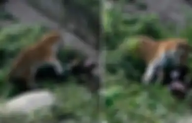 Harimau Raksasa Ini mengamuk Dan Menerkam Perawatnya Sampai.....