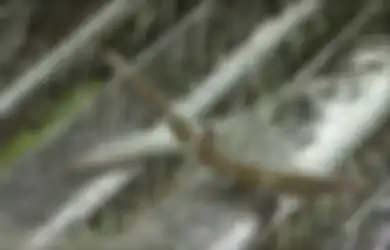 Misteri Di Balik Terjadinya Hujan Ikan Yang Jatuh dari Langit