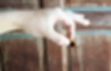 Sering Terganggu dengan Serangga di Rumah? Ini 3 Cara Alami untuk Menyingkirkan Mereka. Dijamin Ampuh!