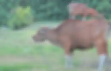 Waduh, Anak SD di Kendari Pingsan Setelah Meracik Narkoba Dari Kotoran Sapi