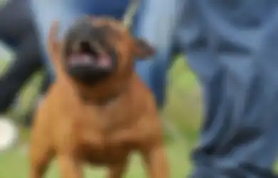 Jangan Panik Dulu Bila Ada Anjing Menyerang! 5 Cara Ini Bisa Membantu Anda Selamat dari Bahaya