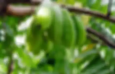 5 Manfaat Belimbing Wuluh yang Belum Kita Ketahui: Bagi yang Wajahnya Berjerawat, Tumbuhan Ini Bisa Dijadikan Masker Lho