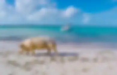 Big Mayor Cay, Pulau Unik yang Hanya Dihuni Oleh Sekumpulan Babi Liar
