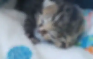 Kucing Ini Terlahir Bermuka Dua, Apakah Ia 'Titisan' Dewa Janus Romawi?