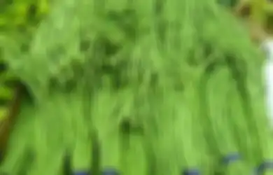 Pantas Saja Sering Jadi Bahan Sayur Asem, Ternyata Manfaat Kacang Panjang Memang Luar Biasa!
