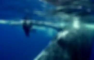 (Video) Paus Bungkuk Ini Tiba-tiba 'Menyelipkan' Seorang Penyelam ke Balik Siripnya, Alasannya Sangat Mengharukan
