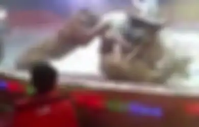 (Video) Naluri Alami Lepas Kendali, Singa dan Harimau Sirkus Ini Serang Seekor Kuda saat Latihan
