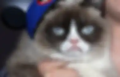 Menangkan Tuntutan Kontrak Iklan, Kucing Ini Jadi Kucing Terkaya di Dunia