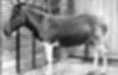 (Foto) Dari Quagga sampai Smilodon, Inilah 7 Hewan yang Telah Punah di Dunia. Bentuk Fisiknya Unik-unik!