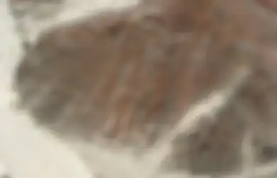 (Foto) Menakjubkan! Geoglif Misterius Nazca Ini Menggambarkan Banyak Hewan