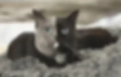 (Foto) Seakan Terbelah Dua, Warna Kucing Lucu Ini Sungguh Langka
