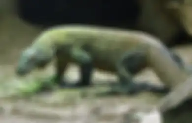 7 Fakta Unik tentang Hewan yang Jarang Diketahui, Salah Satunya: Koala Ternyata Punya Sidik Jari Mirip Manusia