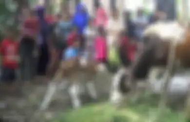 (Video) Aneh, Sapi Probolinggo Ini Terlahir Memiliki Wajah Seperti 'Kucing Persia'