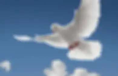 Tidak Hanya Sebagai Lambang Perdamaian, Dalam Peperangan Dunia, Burung Merpati Juga Aktif Bertempur