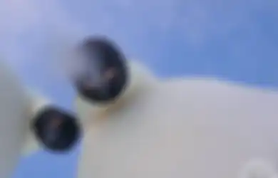 (Video) Menggemaskan, Beginilah Jadinya Jika Penguin Kutub 'Numpang Eksis' di Depan Kamera