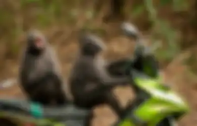 Terbaik, Foto-foto Ini Sukses Memenangkan Penghargaan Kontes Fotografi Komedi Alam Liar Paling Lucu