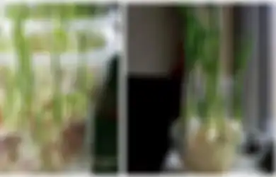 Dari Jahe Hingga Nanas, Inilah Cara Mudah Menanam Tanaman Sendiri di Halaman Rumah