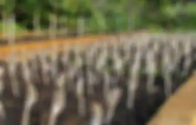 8 Trik Jitu Ini akan Membuat Tanaman di Rumah Anda Jadi Indah, Cepat Tumbuh, dan Terlindung dari Hama, Cobalah!