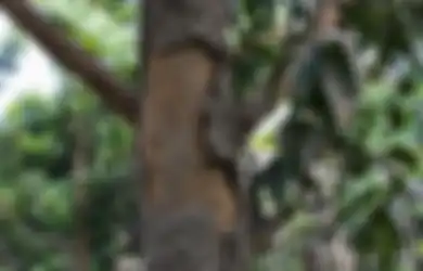 Cara Mudah dan Manjur Usir Rayap di Pohon Mangga, Cuma Pakai Bumbu Dapur Ini Saja