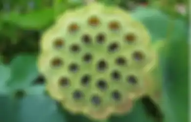 Gambar Bunga Ini Membuat Anda Bergidik Ngeri? Kenali Trypophobia & Penjelasan Ilmiahnya!