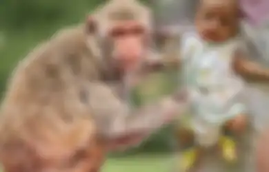 Kasus Penculikan Teraneh, Bayi Berusia 16 Hari Dibawa Kabur oleh Seekor Monyet