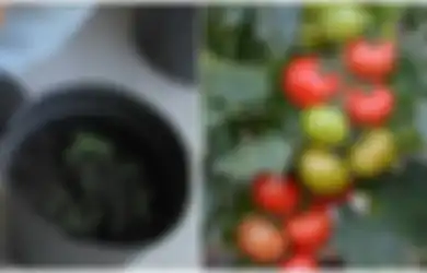 Dari Tomat hingga Cabe, Inilah 4 Cara Mudah Menanam Sayuran dengan Bijinya