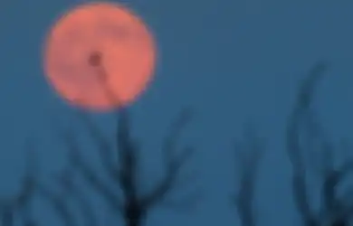 4 Fakta Menarik tentang Fenomena 'Strawberry Moon'