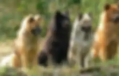 5 Anjing Peliharaan Jenis  Ini Ternyata Sudah Ada di Bumi Sejak Dahulu Kala