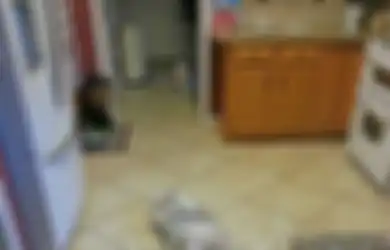 Kisah Seekor Kucing yang Mencari Temannya Terkuat