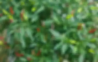 Harga Cabai Melambung Tinggi? Yuk, Tanam Cabai dalam Pot