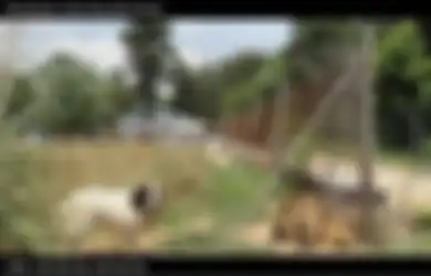 Kisah Anjing yang Bijaksana
