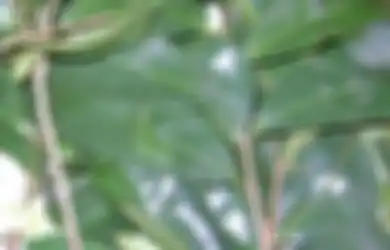 Daun Sirsak Pembasmi Tikus