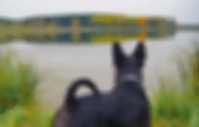 Dewan Pariwisata Skotlandia akan Menyewa Anjing untuk Meyakinkan Turis Mengunjungi Negaranya