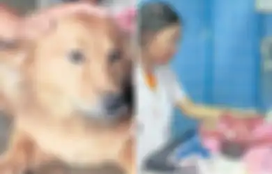 Selamatkan Bayi Baru Lahir yang Dibuang di Tempat Sampah, Anjing ini Bikin Semua Orang Syok Saat Tahu Latar Belakangnya 