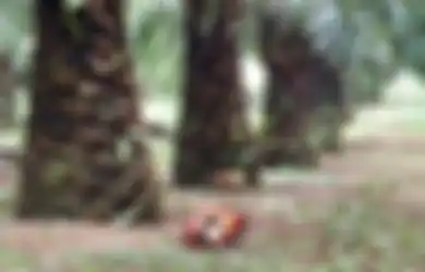 Lebih Suka Menumpang Kendaraan Temannya, Anak Raja Sawit Ini Berikan Ucapan Terima Kasih Dengan Selipkan Uang Rp 5 Juta Ke Berbagai Tempat yang Tidak Akan Anda Duga
