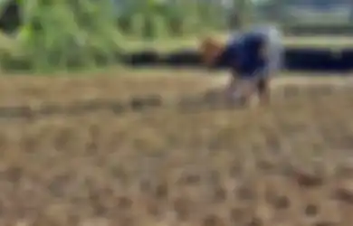 Persiapkan Diri Mulai Sekarang Juga! BMKG Berikan Peringatan Indonesia Bakal Alami Musim Kemarau Panjang, Bakal Terjadi di Wilayah Ini