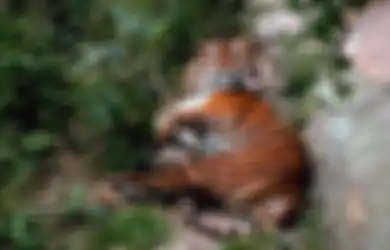 Total 3000 Wanita di Sini Kehilangan Suaminya Semua, Ternyata Suami Mereka Tewas Mengerikan Akibat Satu Harimau Buas Ini