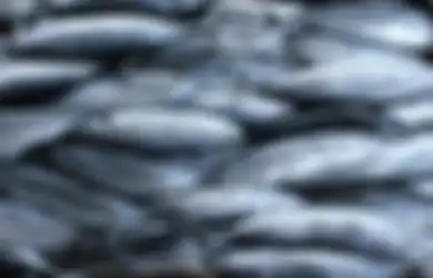 Sempat Ada Ikan Ganas dari Amazon Masuk ke Jawa Tengah, Terpaksa Dibius Hingga Mati Lemas