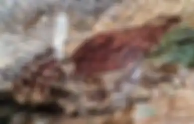 Beberapa Kesamaan Gambar Cadas Temuan Peneliti di Sejumlah Goa, Jawaban Soal Belajar dari Rumah untuk SMP TVRI 16 Juli 2020