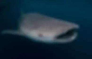 Lagi Enak Mancing di Pantai Gunungkidul, Warga Syok Ikan Raksasa Tiba-tiba Muncul, Videonya Heboh