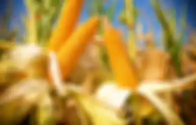 Jagung Dinobatkan Jadi Makanan Paling Oke Untuk Penderita Diabetes Oleh WHO!
