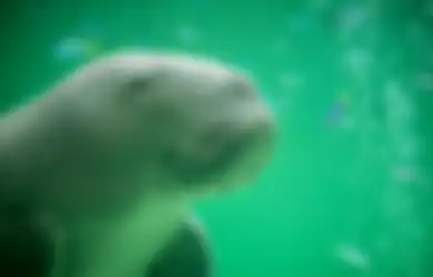 Sempat Didorong Agar Kembali ke Habitat, Dugong Terdampar di Maluku Berakhir Jadi Santapan Warga Gegara Alasan yang Bikin Melongo Ini