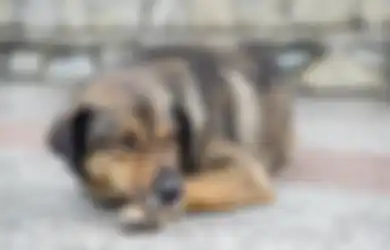 Jadi Pahlawan, Ketiga Anjing Ini Balas Budi Saat Selamatkan Pemiliknya Dari Penembak, Ini Aksi Mereka, Mengagumkan
